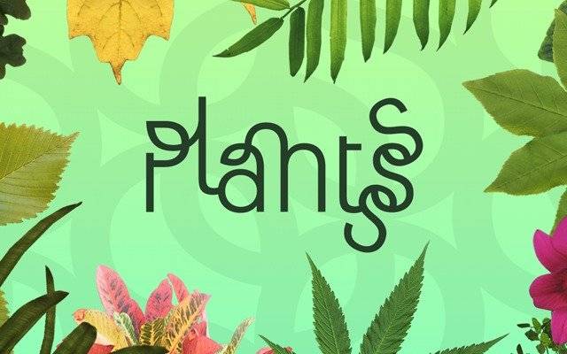 plantsss3.jpg