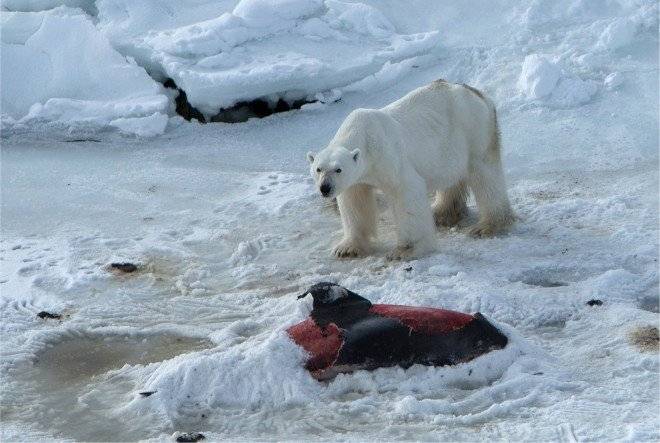 polarbear660x550.jpg