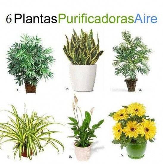 purificadoras548x550.jpg