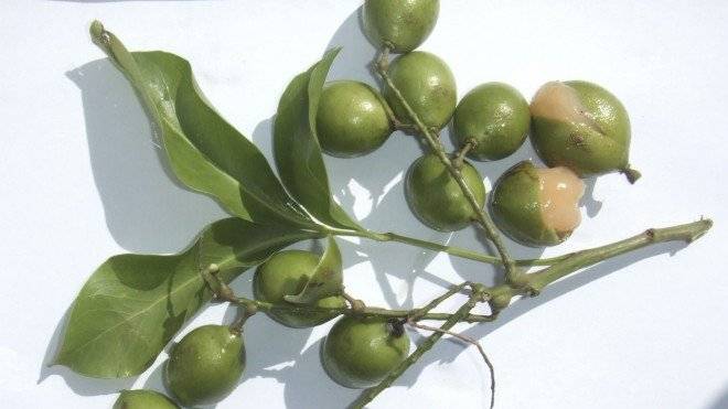 racimodeguinep660x550.jpg