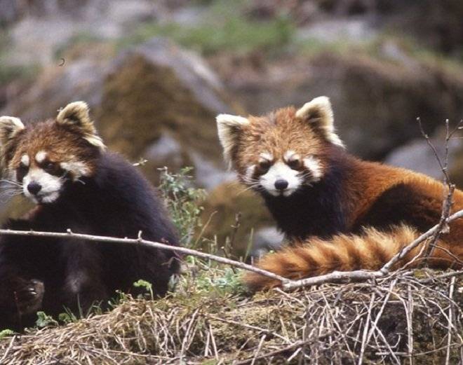 redpanda11.jpg