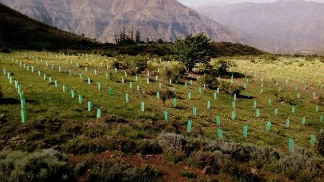 reforestacic3b3nsanjosc3a9demaipo660x550.jpg