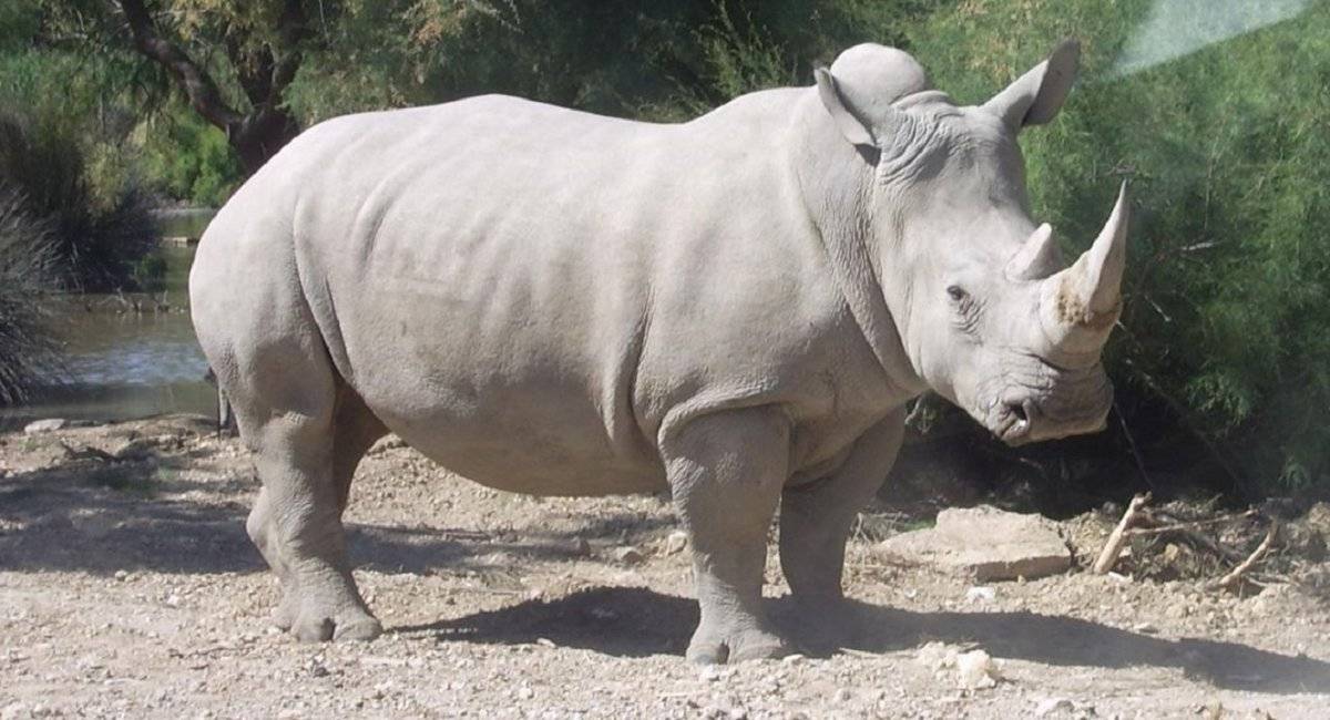 rinoceronteblanco.jpg