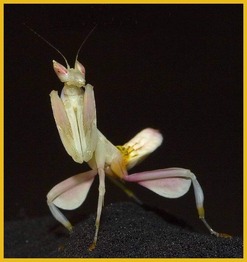 rs20orchid20praying20mantis20.jpg