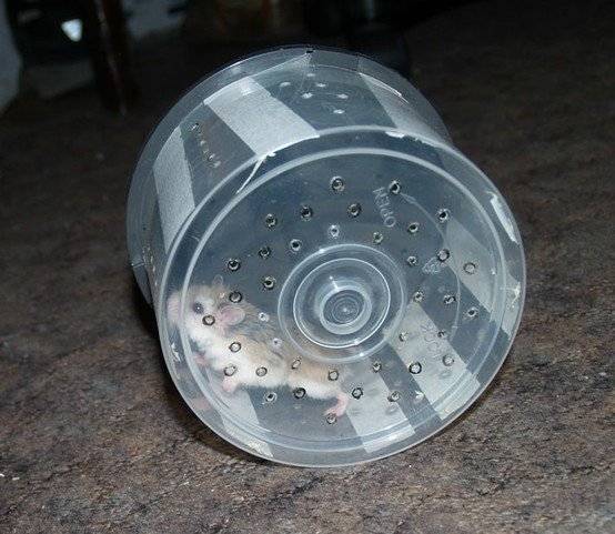 ruedaparahamster660x550.jpg