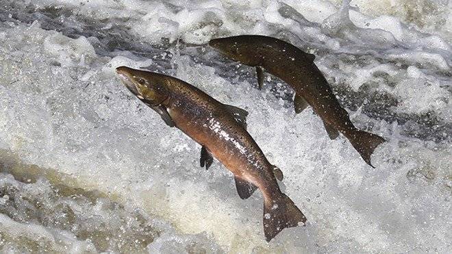 salmon660x550-2.jpg