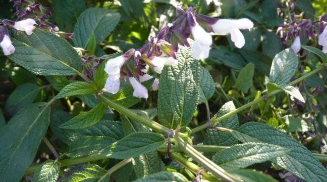 salvia.jpg