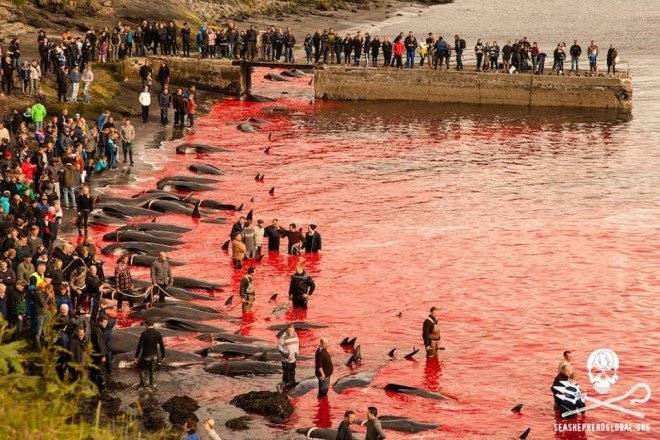 seashepherd2660x550.jpg