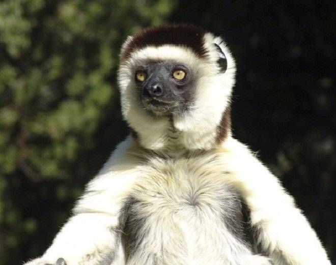sifaka.jpg