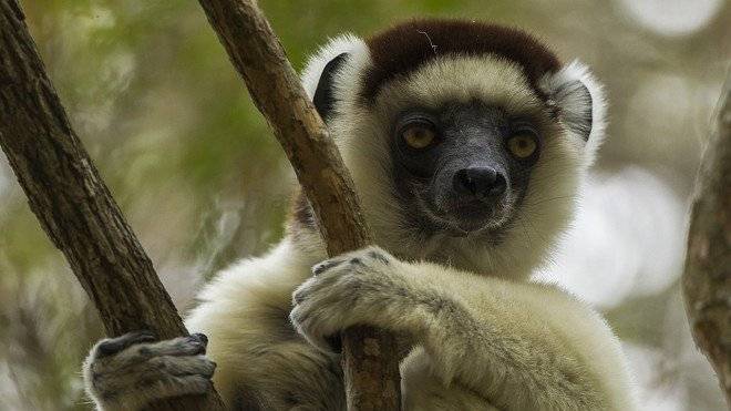sifaka660x550-1.jpg