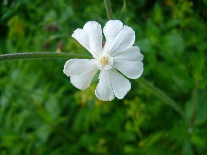 silenealba.001660x494.jpg