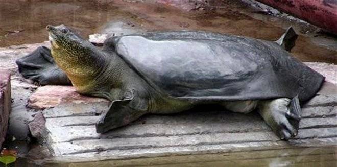 softshell.jpg
