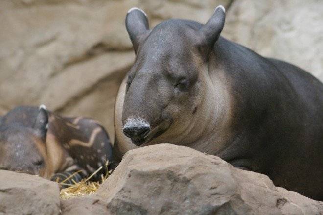 tapir660x550-1.jpg