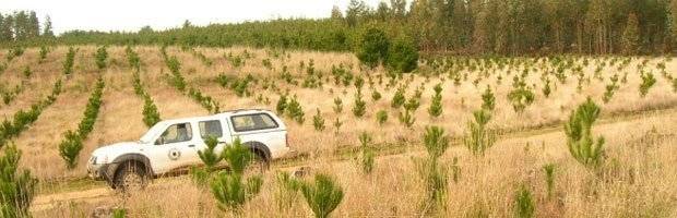 th4fdefb5842aa2dc68092ca1241ed9f5dplantacion701660x550.jpg