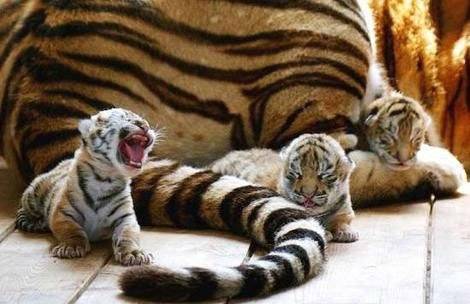 tigerstinybabies.jpg