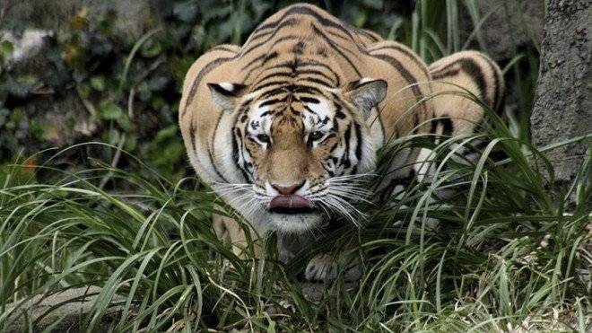 tigre660x550-1.jpg