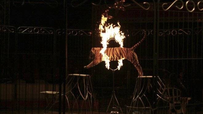 tigrecirco660x550.jpg