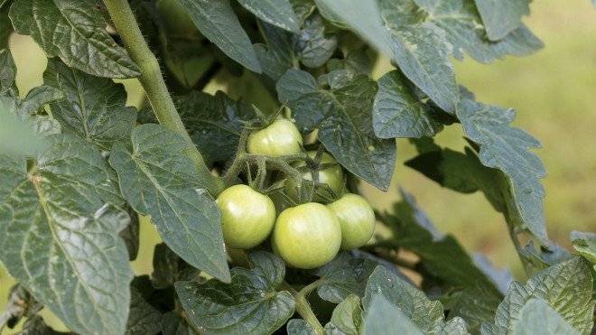 tomate660x550.jpg