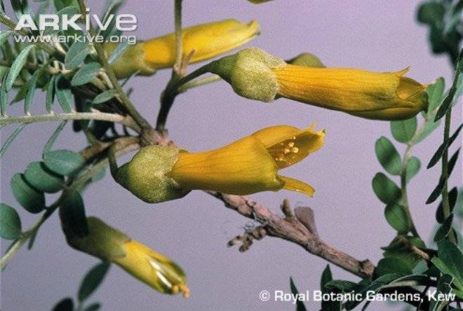 toromirotreeflowers.jpg