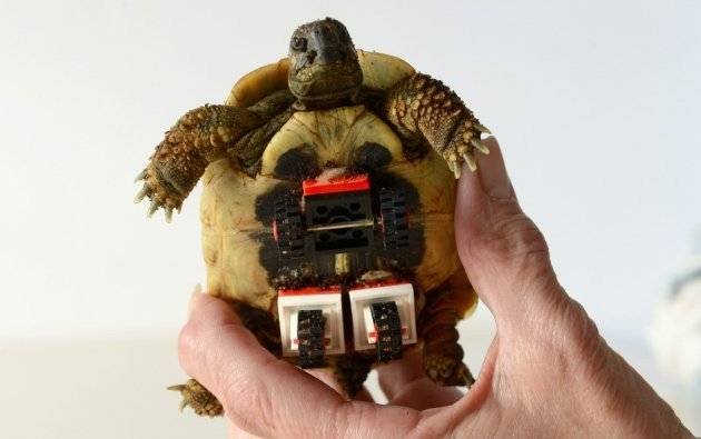 tortoiselegowheelchair2660x550.jpg