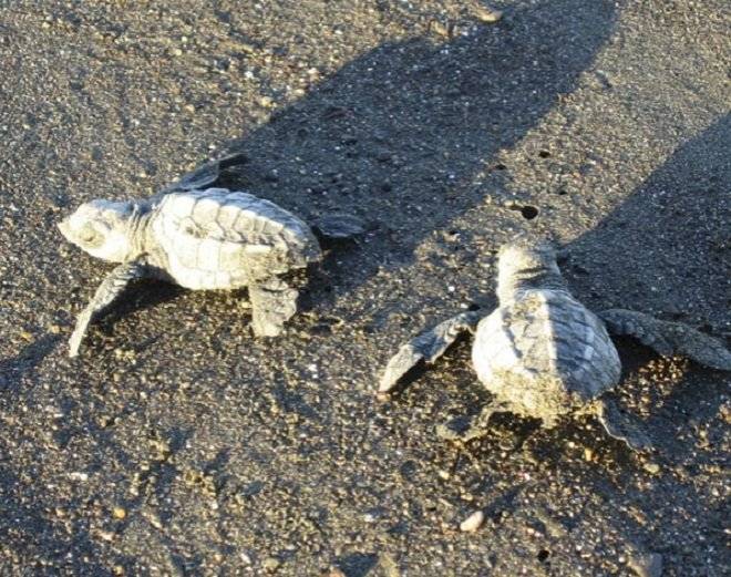 tortugas-2.jpg