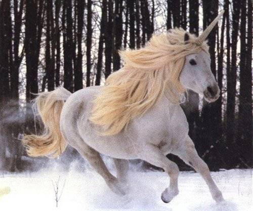 unicorniorubio.jpg
