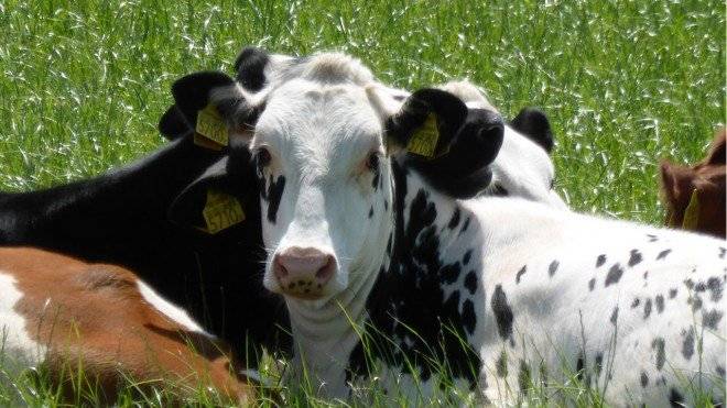 vacas660x550-2.jpg