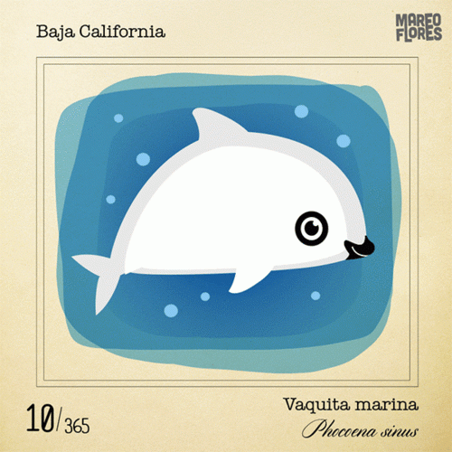 vaquita660x550.gif
