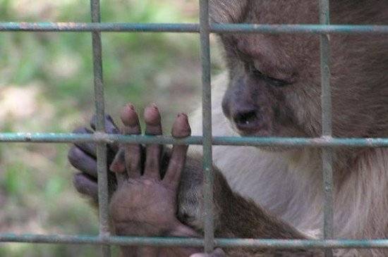 zoo550x365.jpg