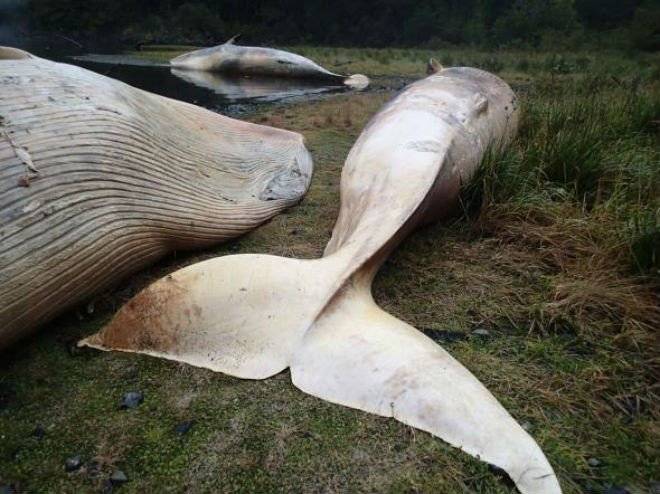02whale660x550.jpg