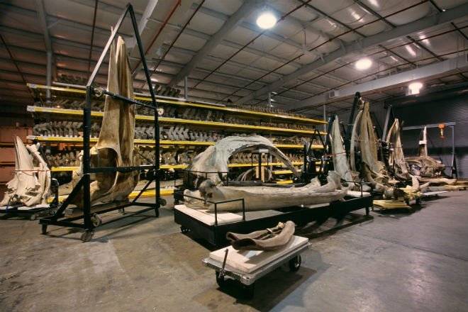 11whaleskullwidelg660x550.jpg