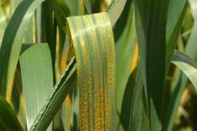 1wheatrust660x550.jpg