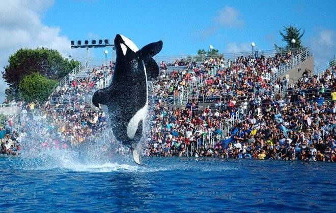 2009seaworldshamu660x550.jpg