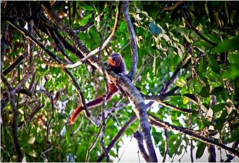 20110826newmonkeyspeciesamazon.jpg