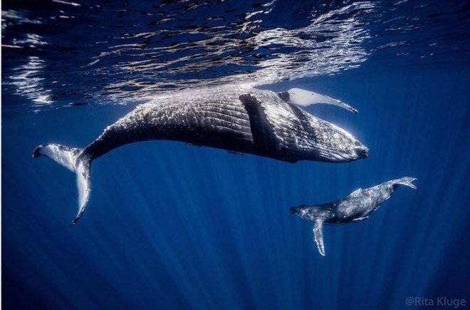 2ritaklugenewbornwhales660x550.jpg