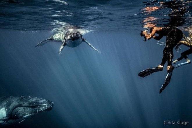 3ritaklugenewbornwhales660x550.jpg