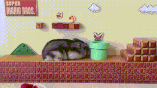 3ruxexeo4ji1w.gif