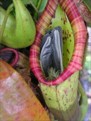 54433991plant.jpg