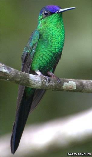 54739044thaluraniaglaucopis200805dariosanches.jpg