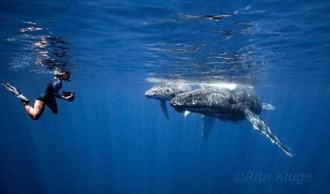 7ritaklugenewbornwhales660x550.jpg