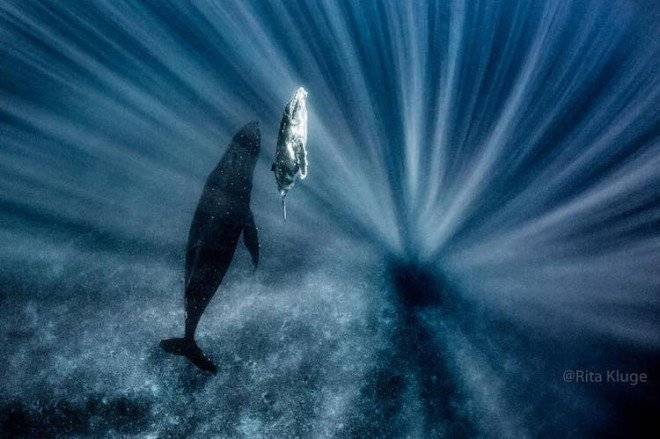 9ritaklugenewbornwhales660x550.jpg