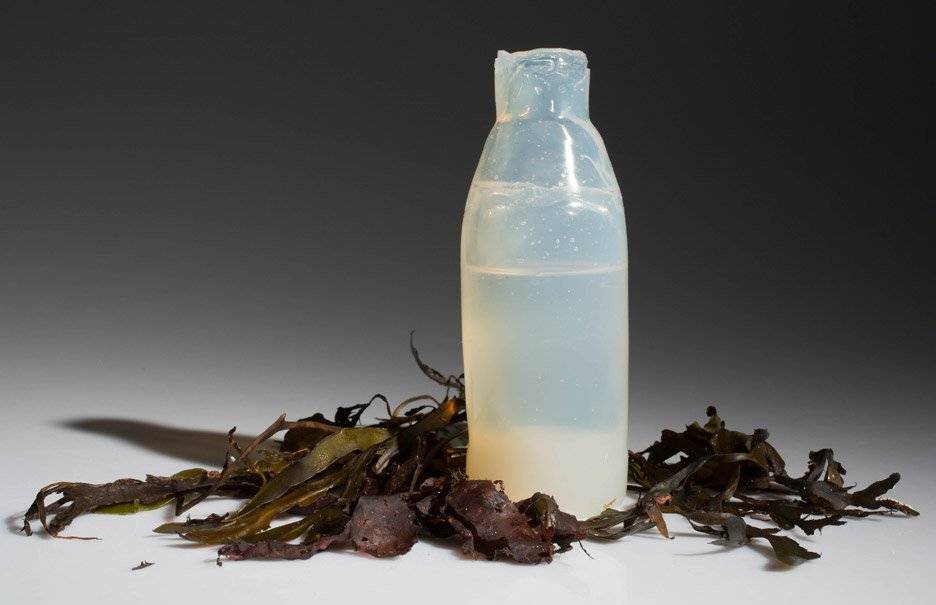 algaewaterbottlebyarijonssondezeen9360.jpg