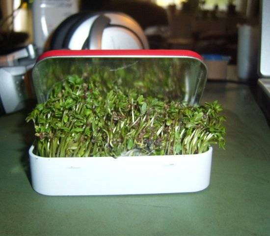 altoidstingarden.jpg