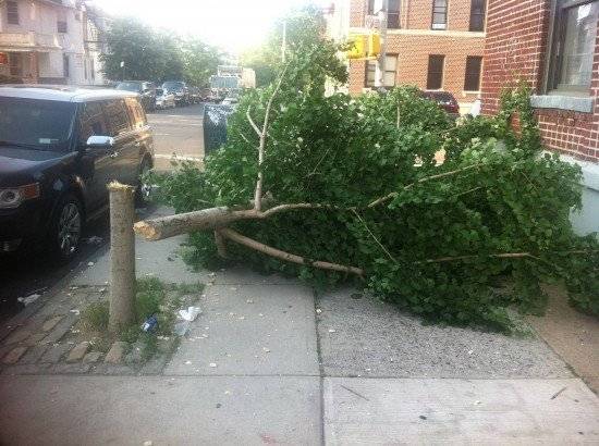 arbol550x410.jpg