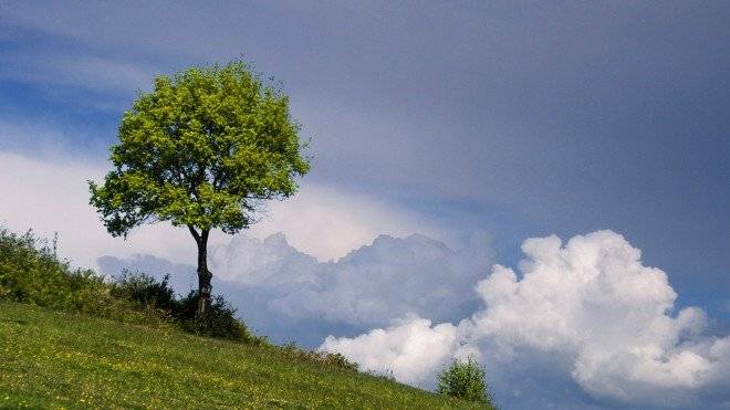 arbol660x550.jpg