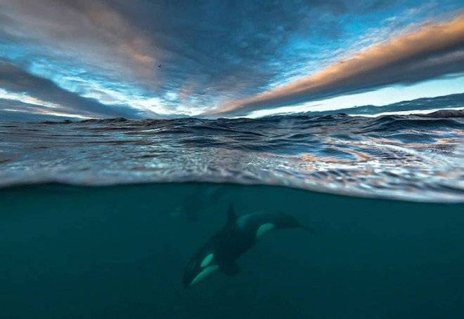 audunrikardsenwhales1022660x550.jpg