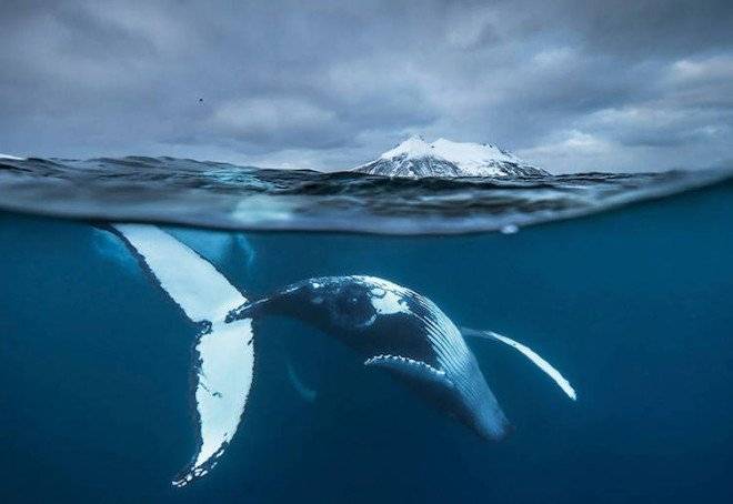 audunrikardsenwhales111660x550.jpg