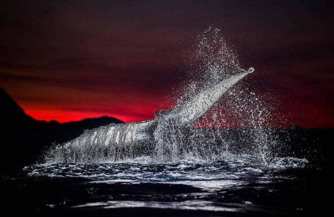 audunrikardsenwhales1585660x550.jpg