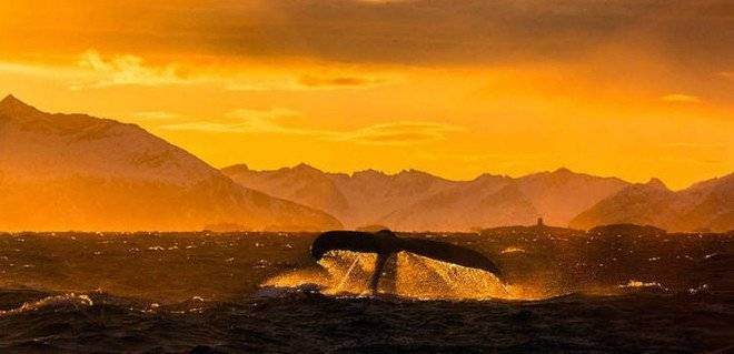 audunrikardsenwhales2435660x550.jpg
