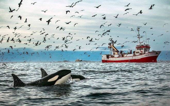 audunrikardsenwhales352660x550.jpg